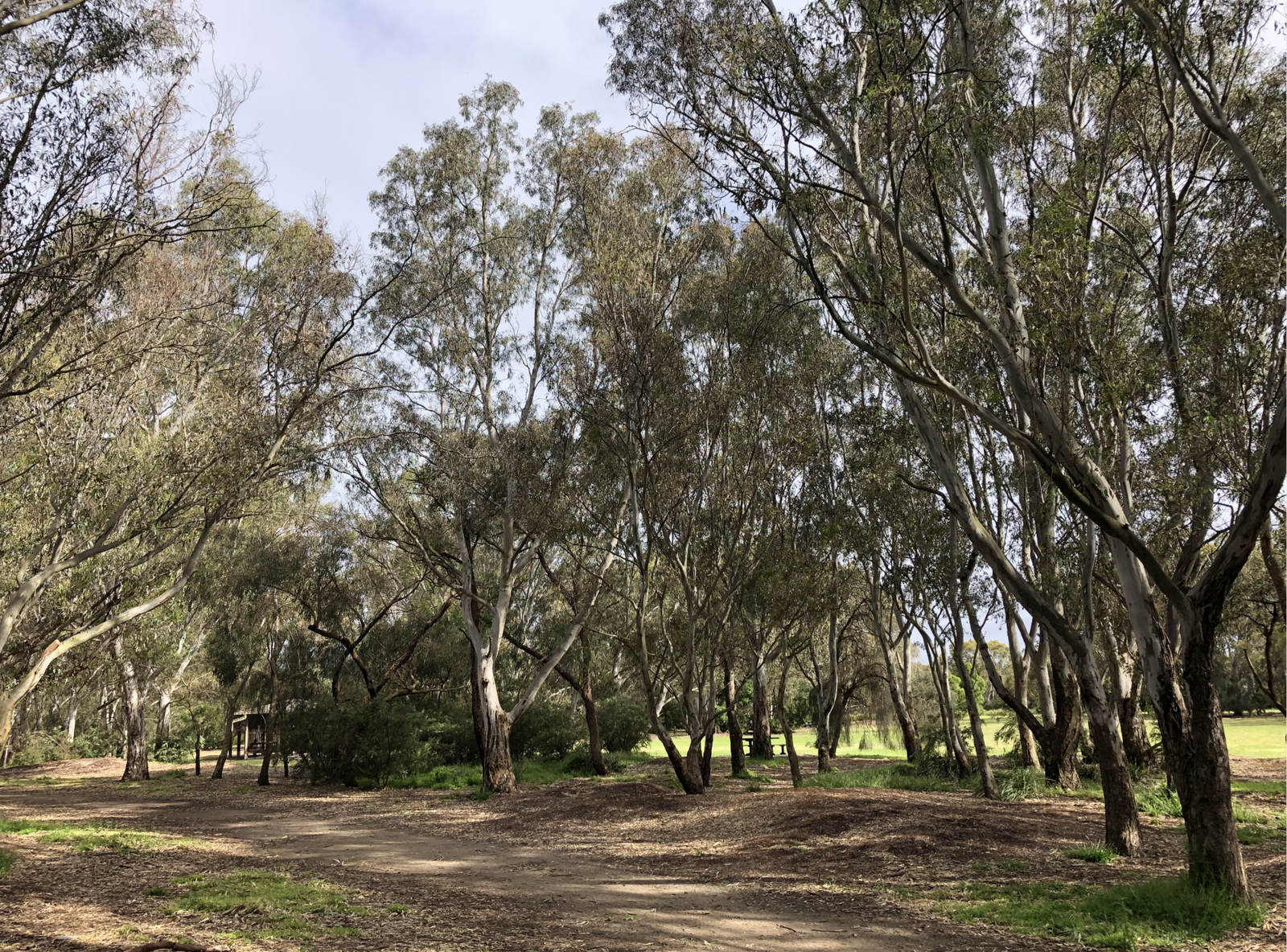 Braeside Park Braeside Eco Explorers braeside-park-braeside-eco-explorers