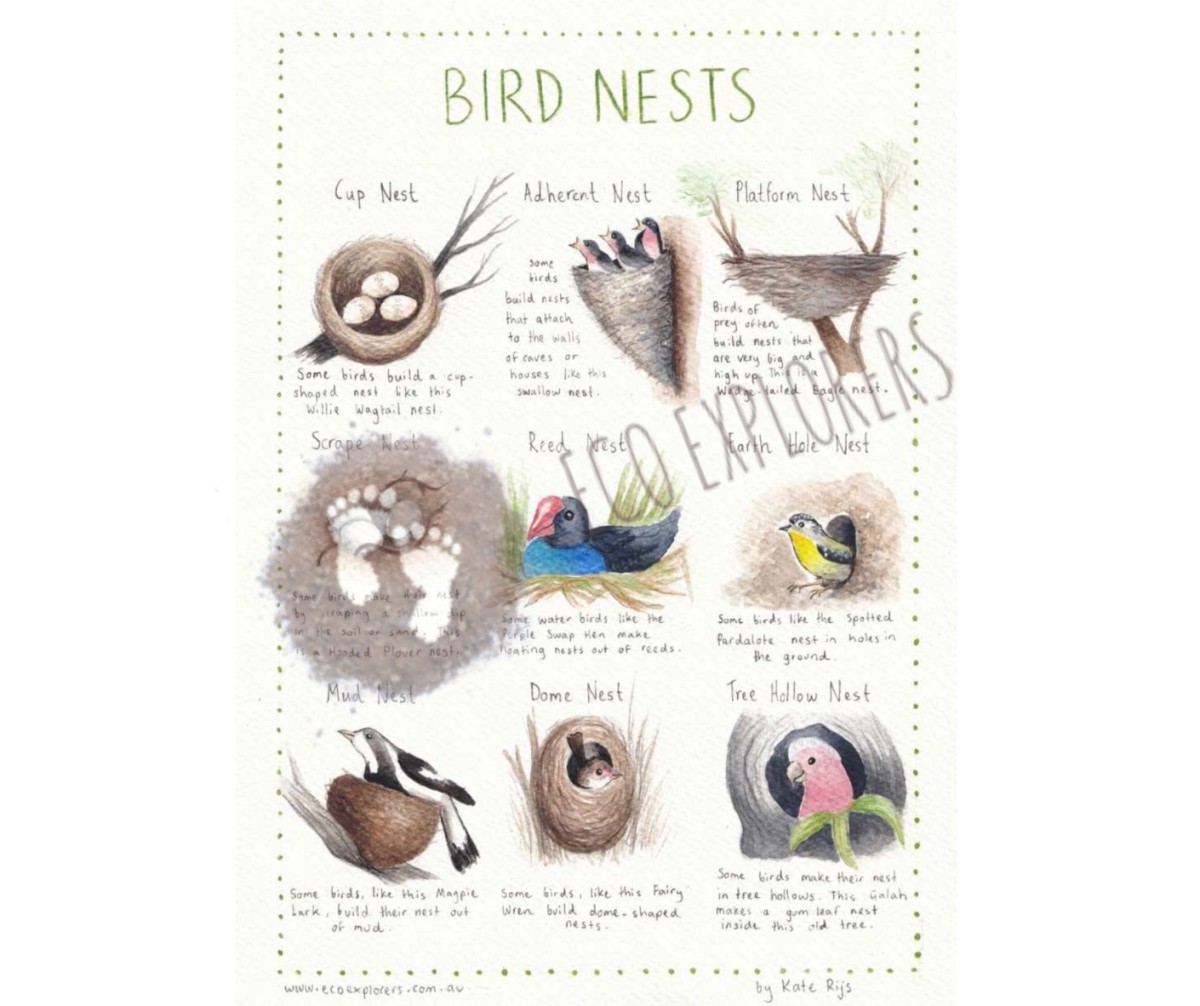 bird nests design types printables