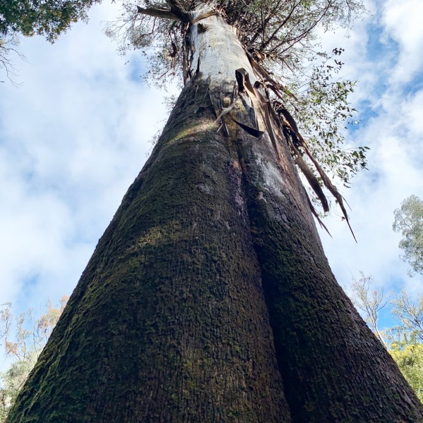 lets all learn about trees nature program