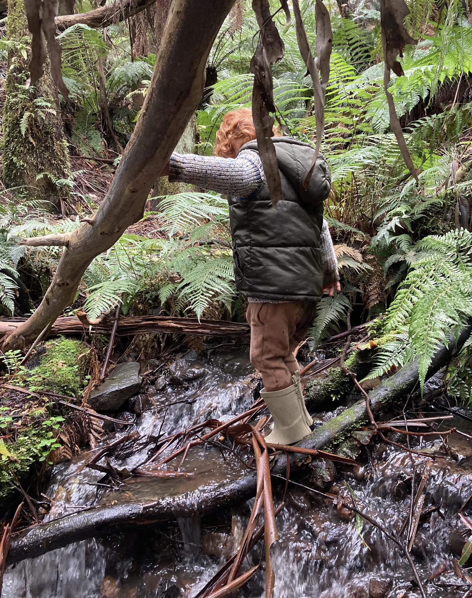 Bush Walk & Explore - Sherbrooke Forest, Dandenong Ranges - Eco Explorers