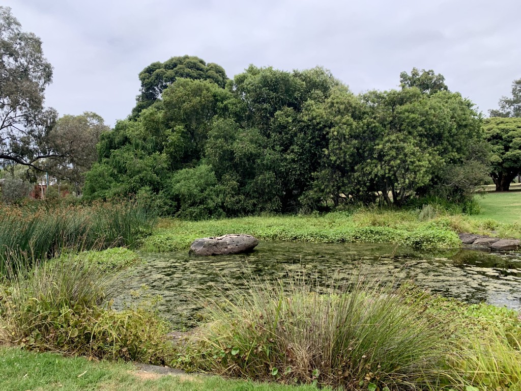 Royal Park wetlands, Parkville 