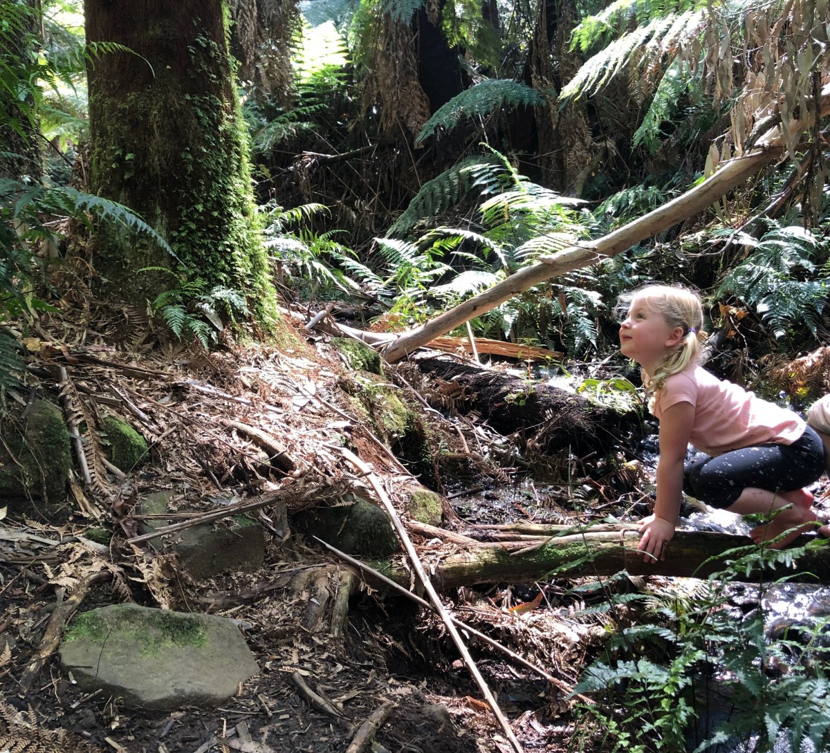 Dandenong Ranges (7th April) ~ Bush Walk & Explore Lyrebirds! - Image 3