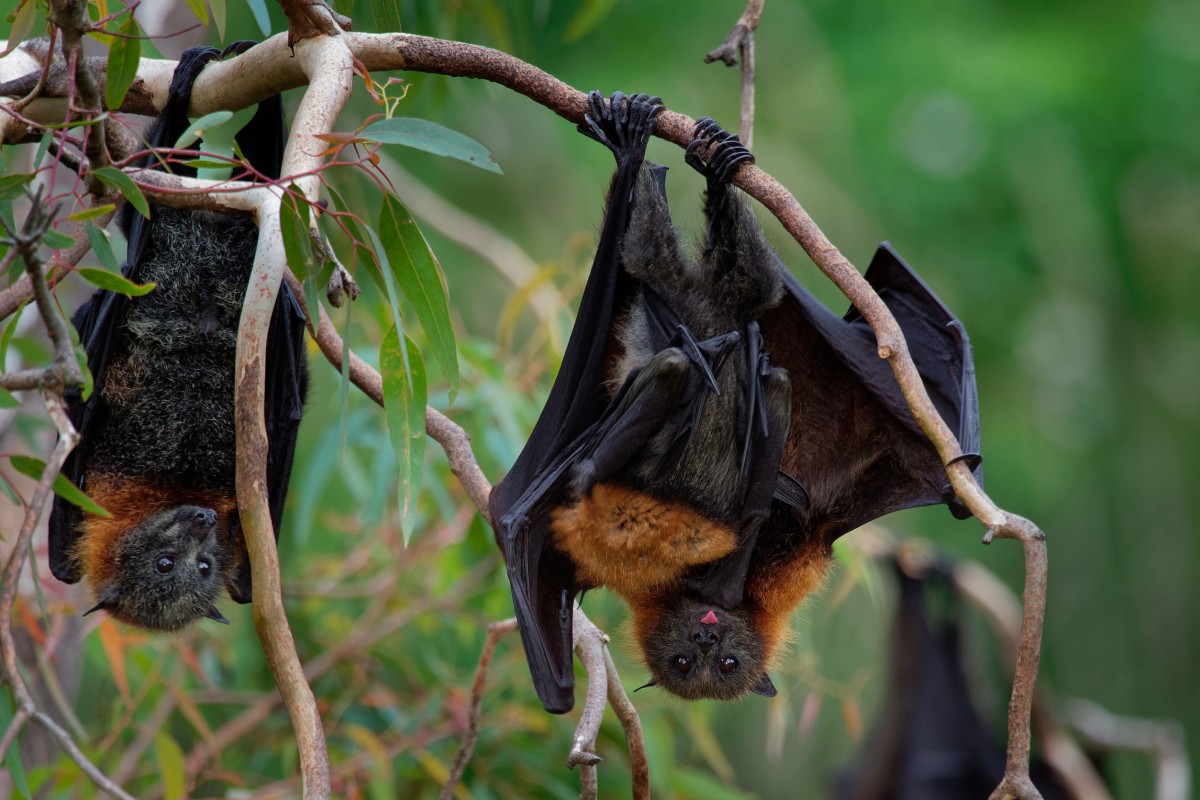 Kew (11th April) ~ Bats of the Yarra! PM