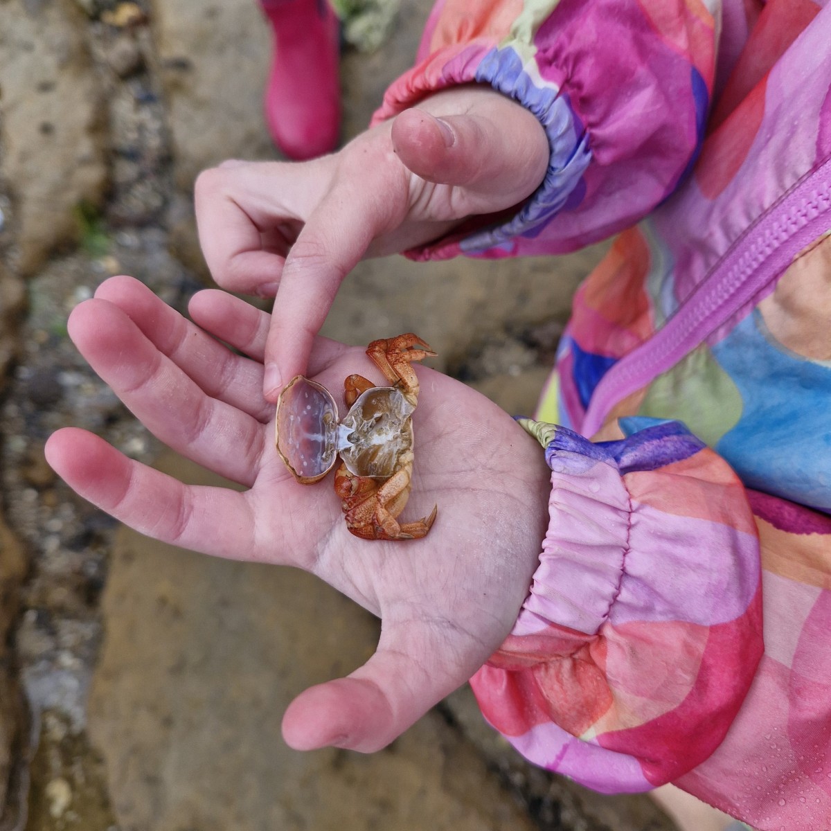 Mushroom Reef Sanctuary (15th Jan) ~ Rockpools & Sea Creatures