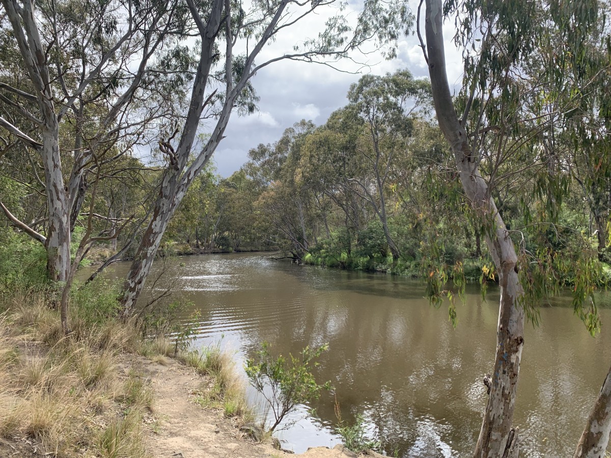 Kew (11th April) ~ Bats of the Yarra! PM - Image 3