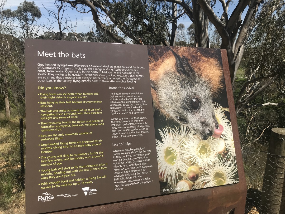 Kew (11th April) ~ Bats of the Yarra! PM - Image 2