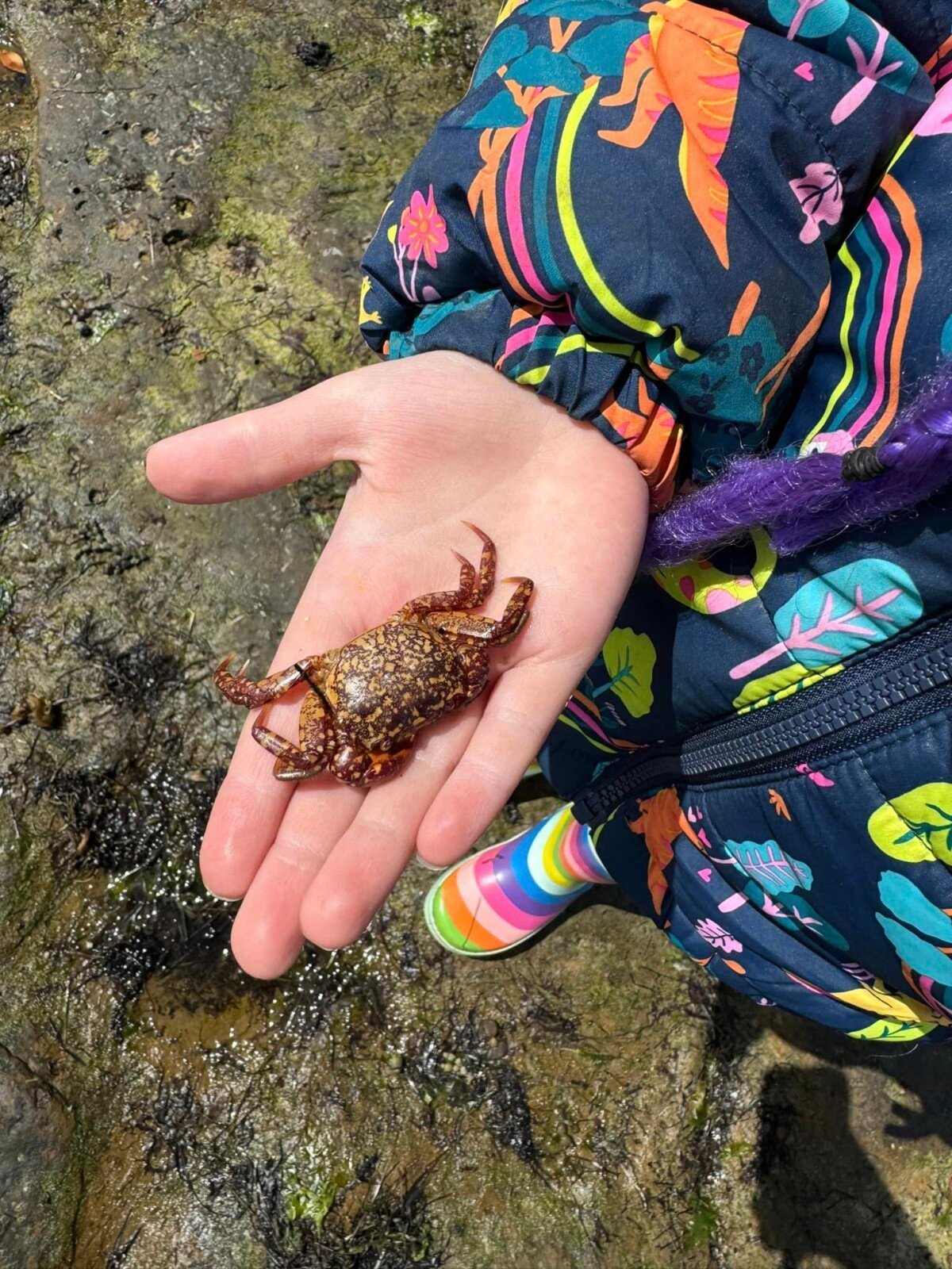 Newport/Williamstown Bush & Beach Kids Forest School ~ Fridays - Image 5