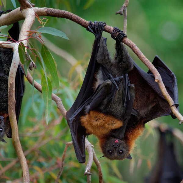 Kew Bush Kids ~ Flying Foxes of the Yarra