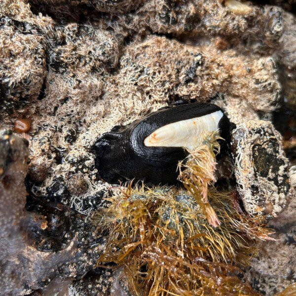 Ricketts Point Sanctuary, Beaumaris ~ Twilight Rockpool Discovery (1)