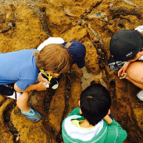 Ricketts Point Sanctuary, Beaumaris ~ Twilight Rockpool Discovery (2)