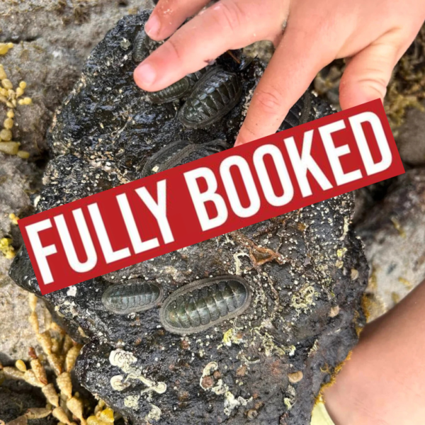 Ricketts Point Sanctuary ~ Be a Marine Biologist for a Day! (19/1)