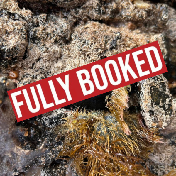 Ricketts Point Sanctuary, Beaumaris ~ Twilight Rockpool Discovery (12/1)