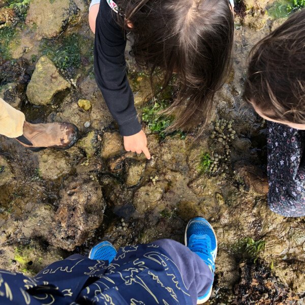 Ricketts Point Sanctuary, Beaumaris ~ Twilight Fossil & Rockpool Discovery