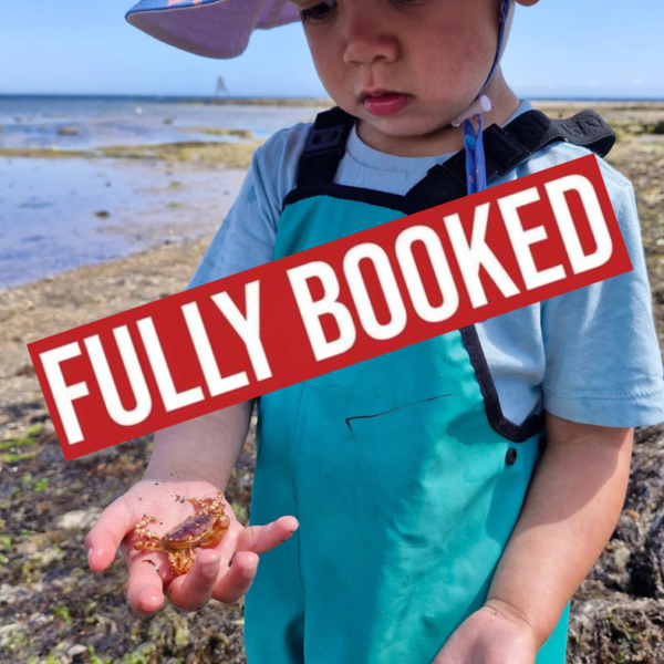 Jawbone Sanctuary, Williamstown ~ Twilight Rockpool Discovery (14/1)