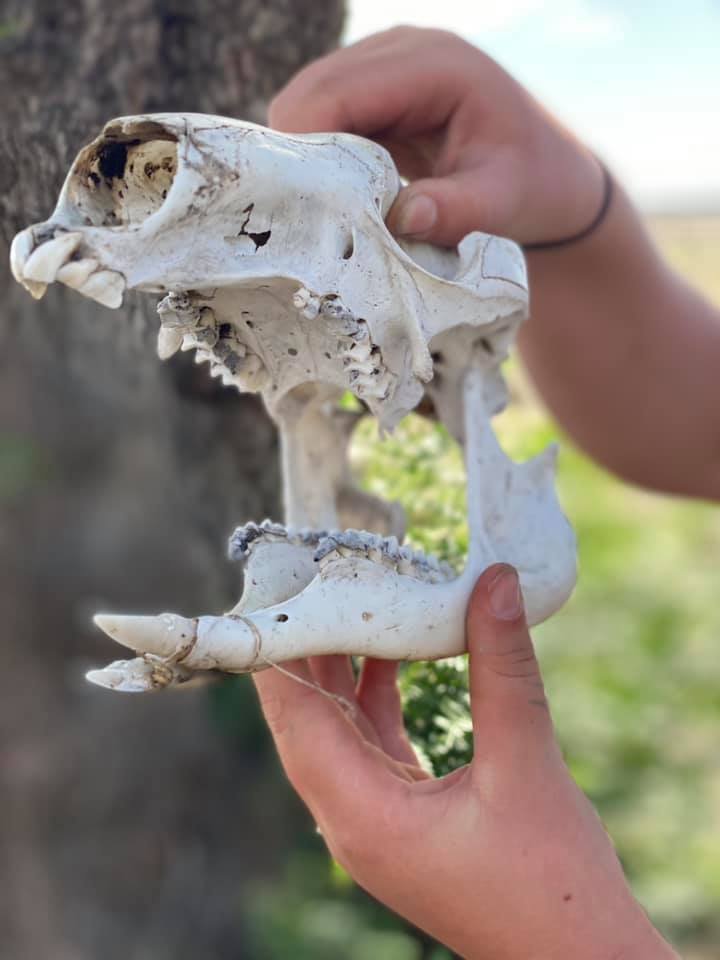 Mernda ~ Fossil Hunters: Nature Detectives Adventure - Image 3