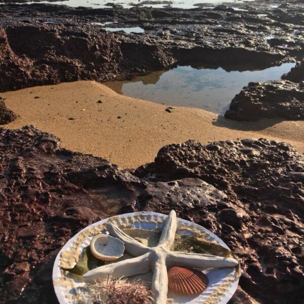 Ricketts Point Marine Sanctuary ~ Sea Creatures! (8/4)