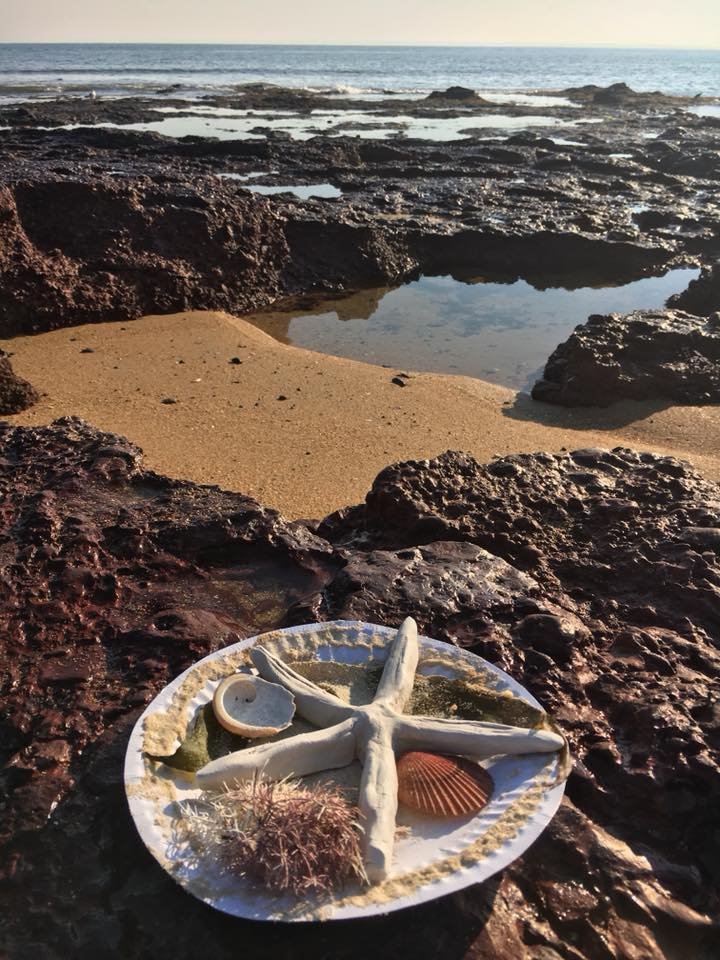 Ricketts Point Marine Sanctuary ~ Sea Creatures! (8/4)