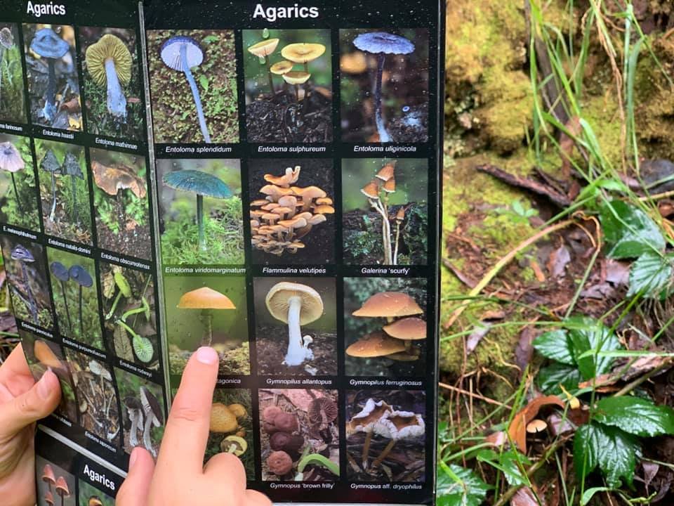 Dandenong Ranges Bush Kids Forest School ~ Fridays (Term 2) - Image 5
