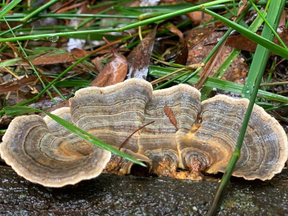 Dandenong Ranges Bush Kids Forest School ~ Fridays (Term 2) - Image 6