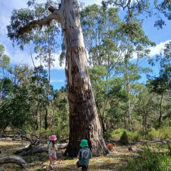 Bundoora Bush Kids Forest School ~ Wednesdays (Term 2)