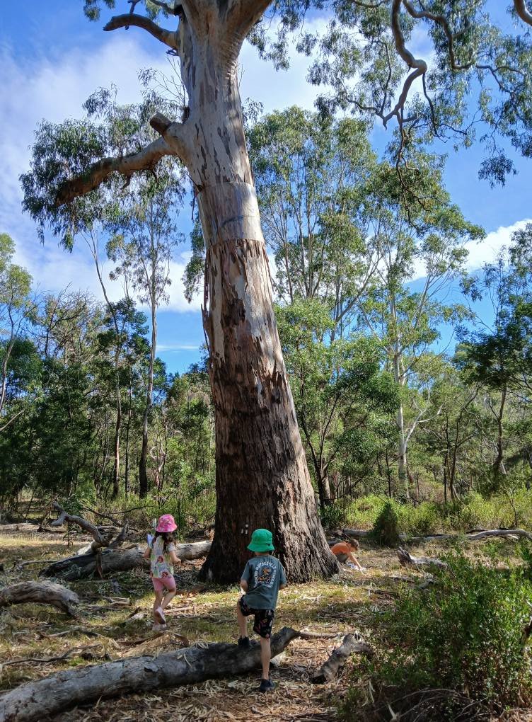Bundoora Bush Kids Forest School ~ Wednesdays (Term 2)