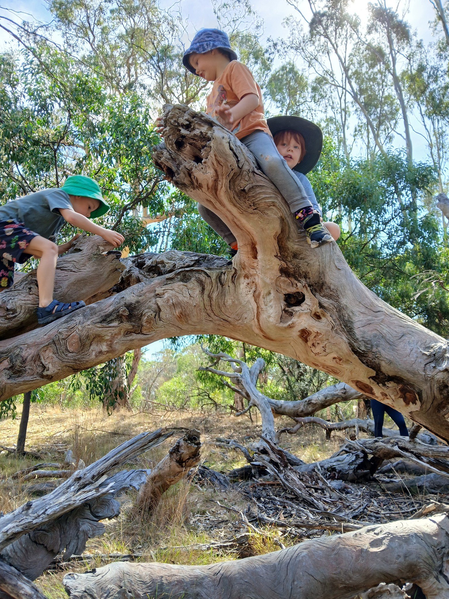 Bundoora Bush Kids Forest School ~ Wednesdays (Term 2) - Image 4