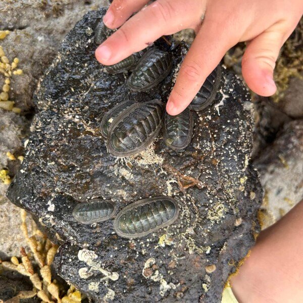 Ricketts Point Marine Sanctuary ~ Be a Marine Biologist for a Day! (8/4)