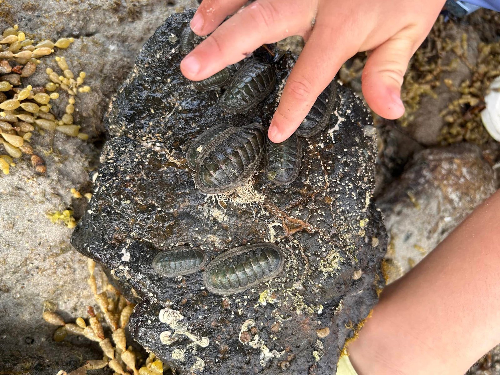 Ricketts Point Marine Sanctuary ~ Be a Marine Biologist for a Day! (8/4)