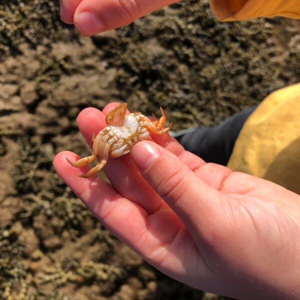 Mushroom Reef Sanctuary ~ Ocean Creatures Watercolour Art (10/4)