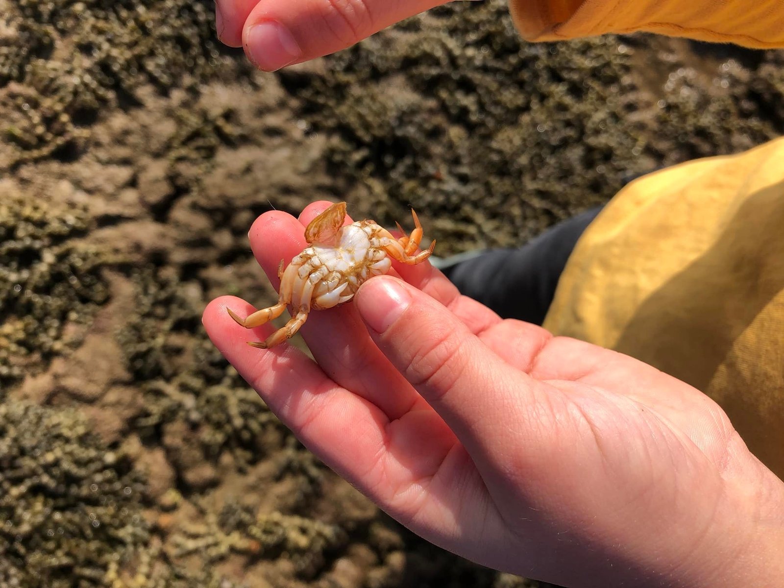 Mushroom Reef Sanctuary ~ Ocean Creatures Watercolour Art (10/4)