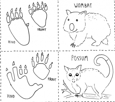 Australian Animal Track Cards - Eco Explorers