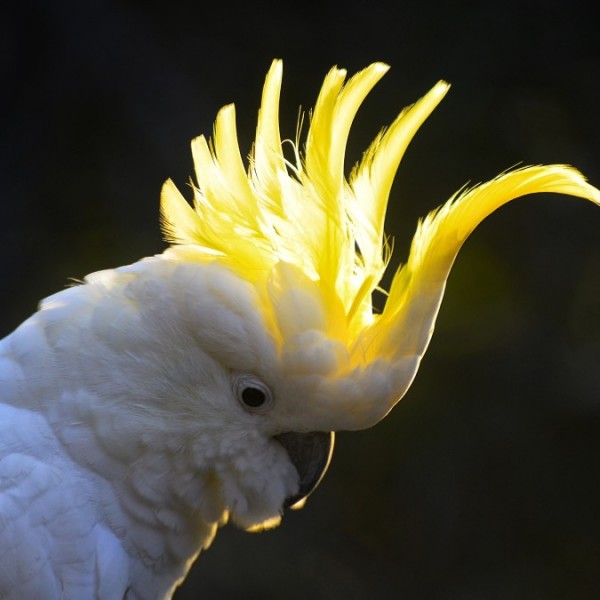 australian bush birds learning program