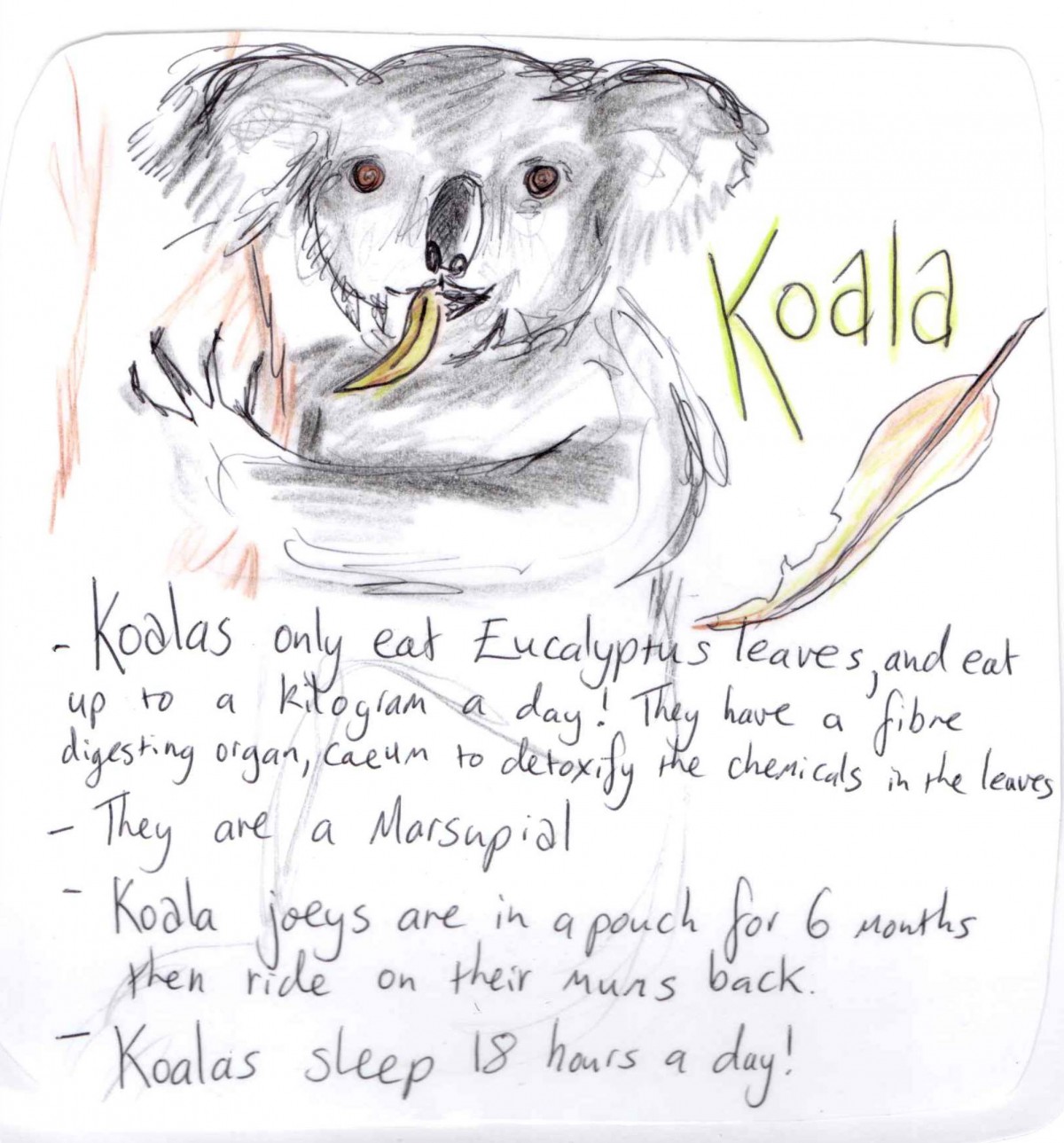 Koala information pritable