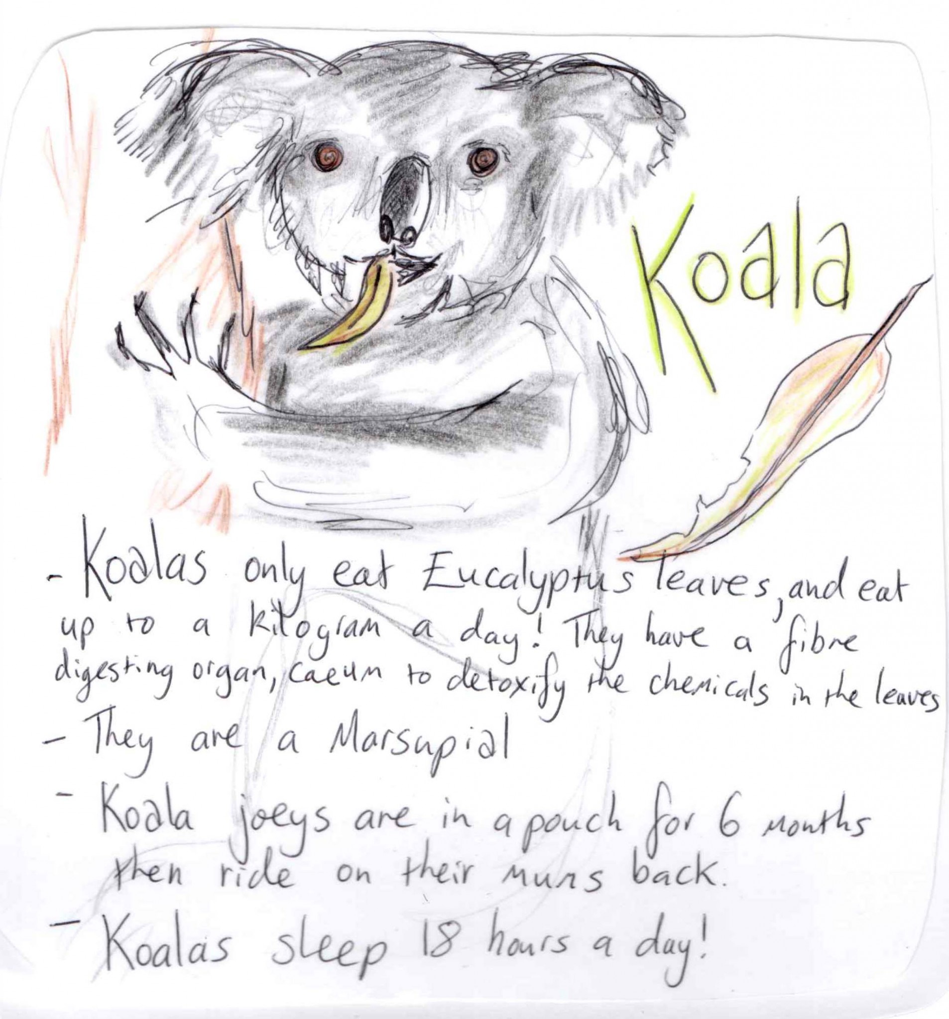 introduction to a koala essay