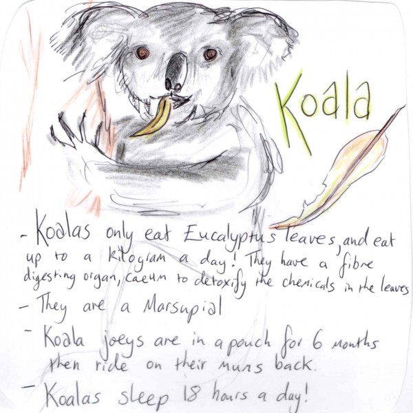 Koala information pritable