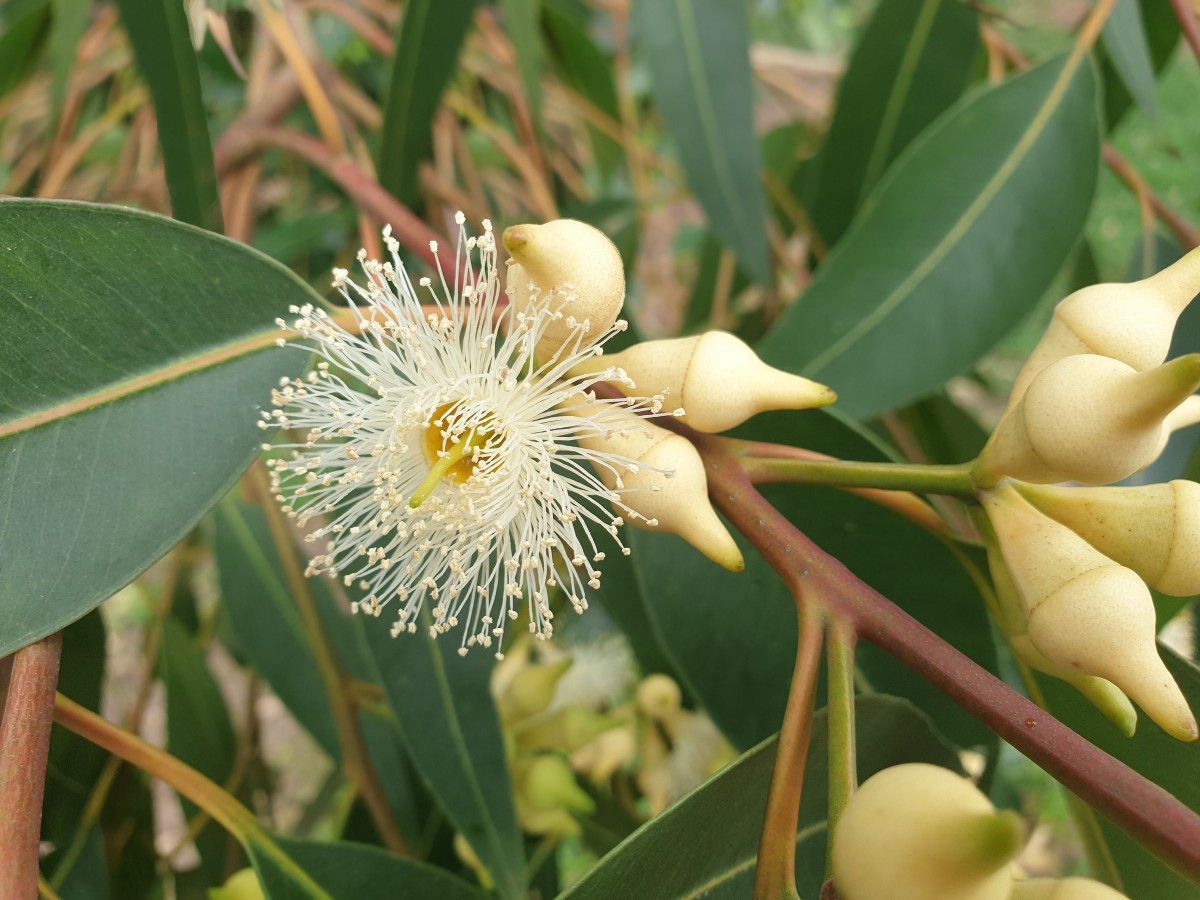 australian pollinators learning program