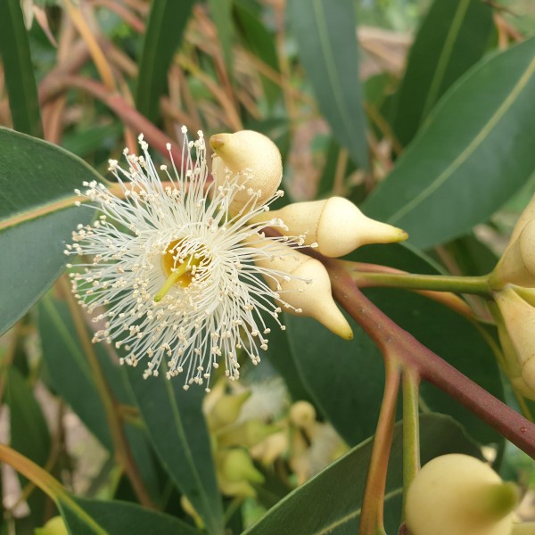 australian pollinators learning program