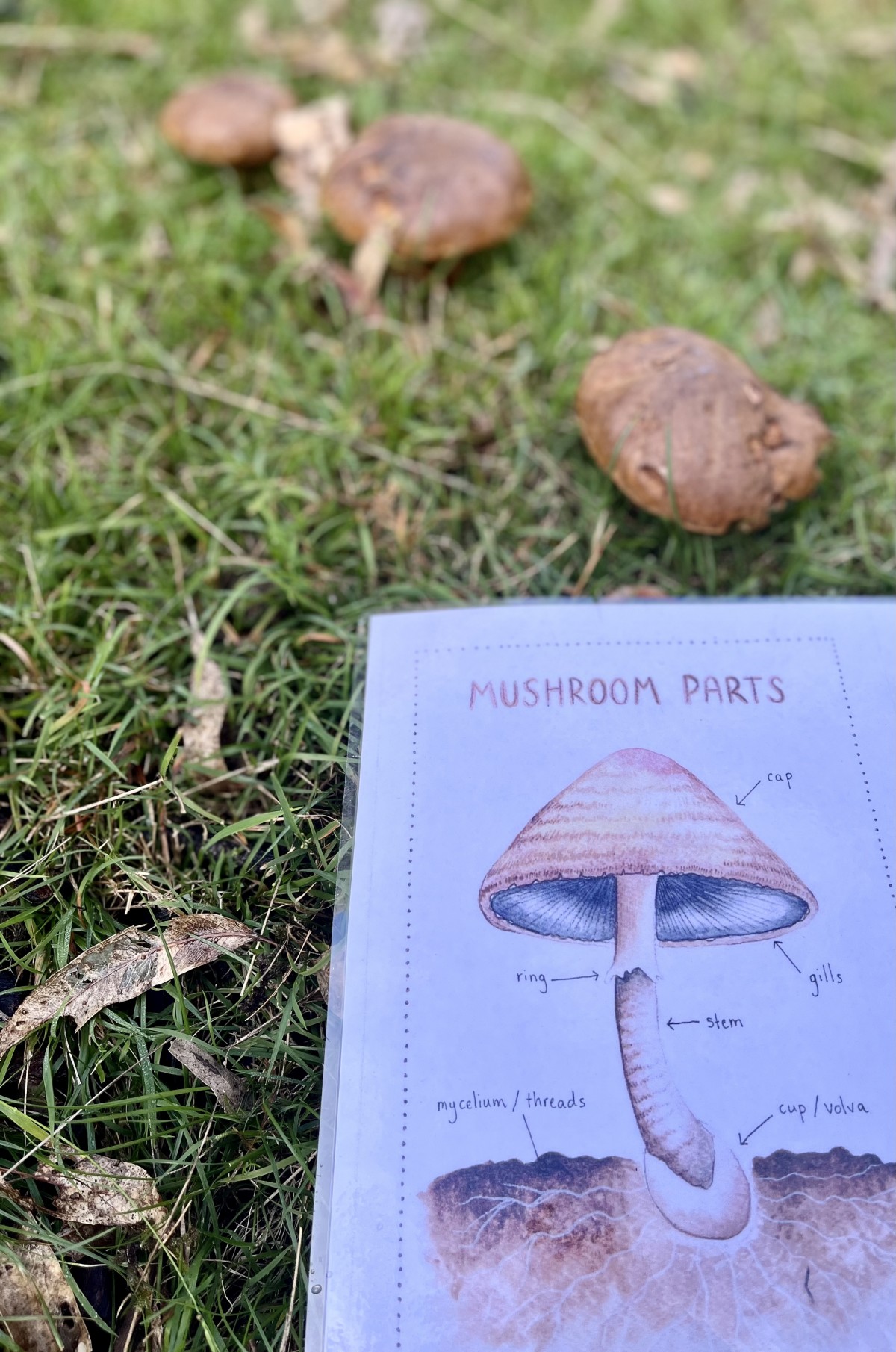 Mushroom Scavenger Hunt Kids Printable